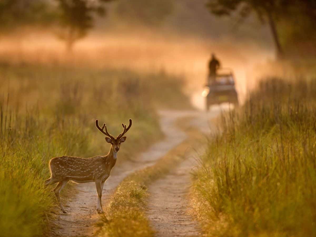 Jim Corbett National Park